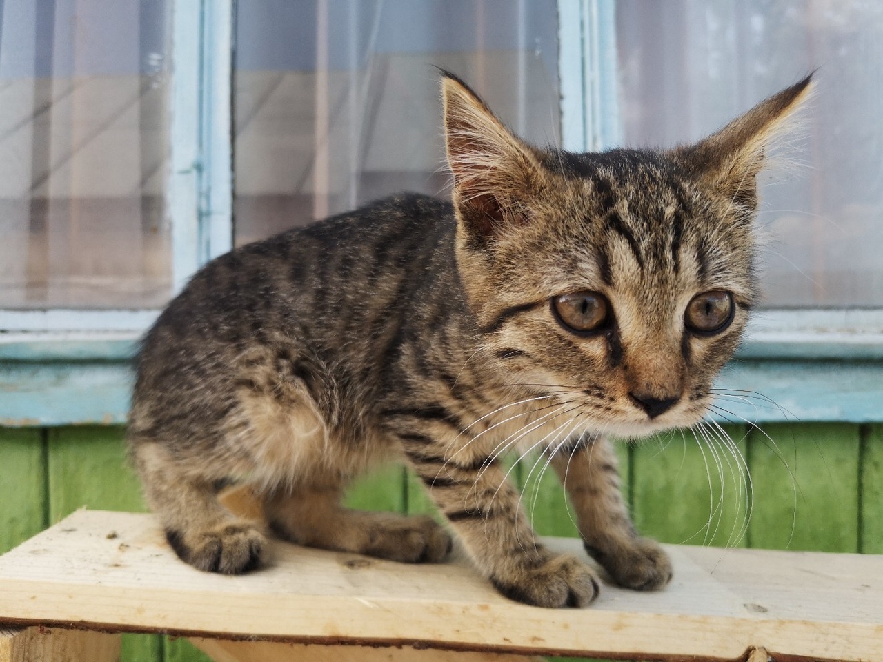 A new ward of the Kotoland shelter is looking for a home! - My, cat, Shelter, Good, Help, Lipetsk, Cotoland, In good hands, Longpost, No rating, Kindness, Shelter Cotoland