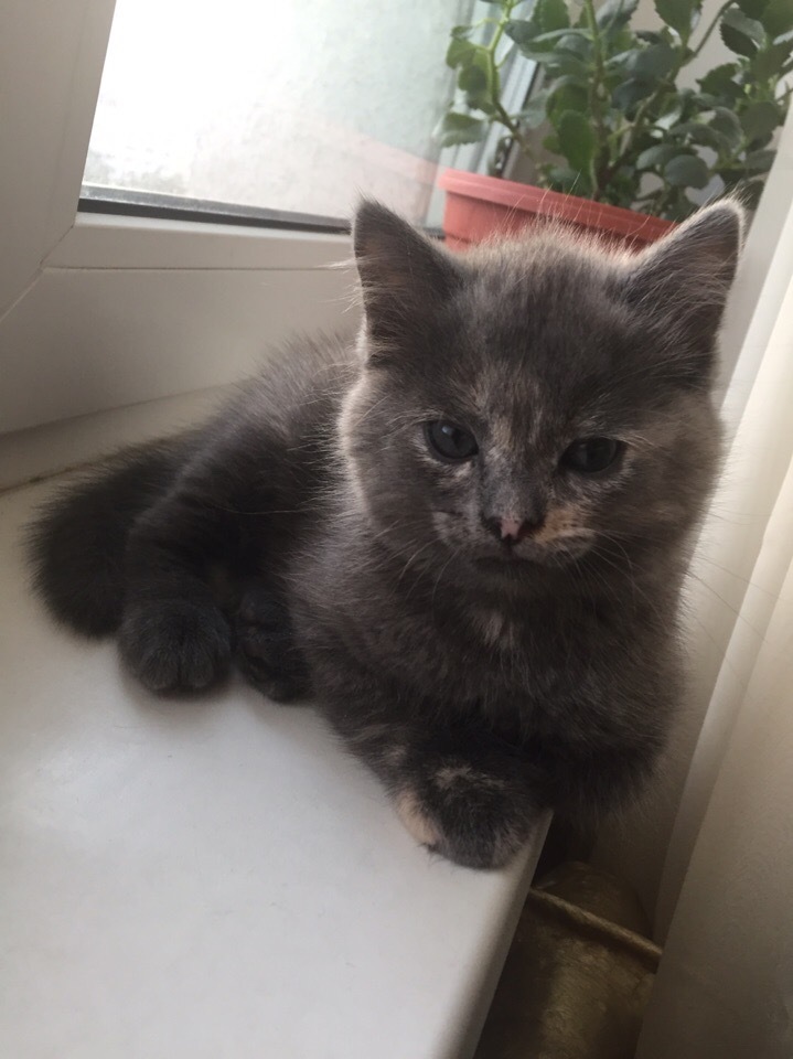 Kitten is looking for its human - My, British cat, In good hands, Kittens, cat, Moscow, Pets, No rating, Longpost