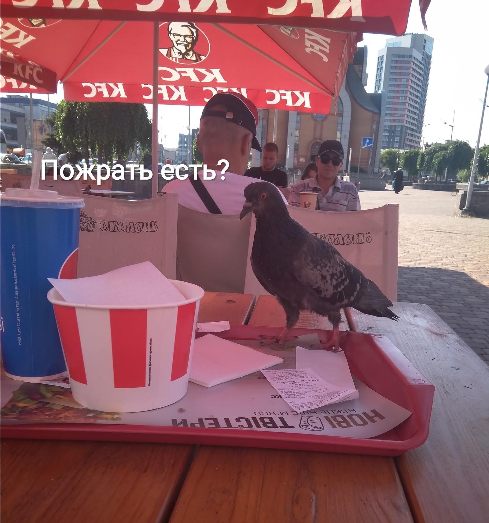 Наглый голубь - Моё, Голубь, KFC