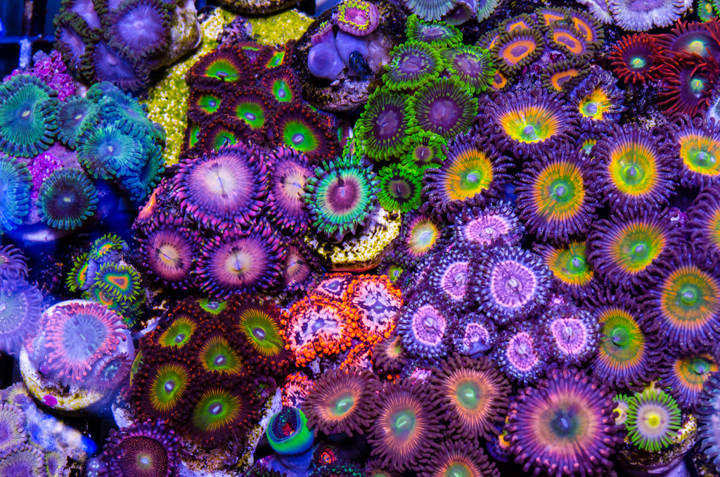 About the budget of the marine nano aquarium post and more, part number 1 - My, Aquarium, , Aquarium, Sea, sea ??anemone, Clownfish, Ocelaris, Longpost