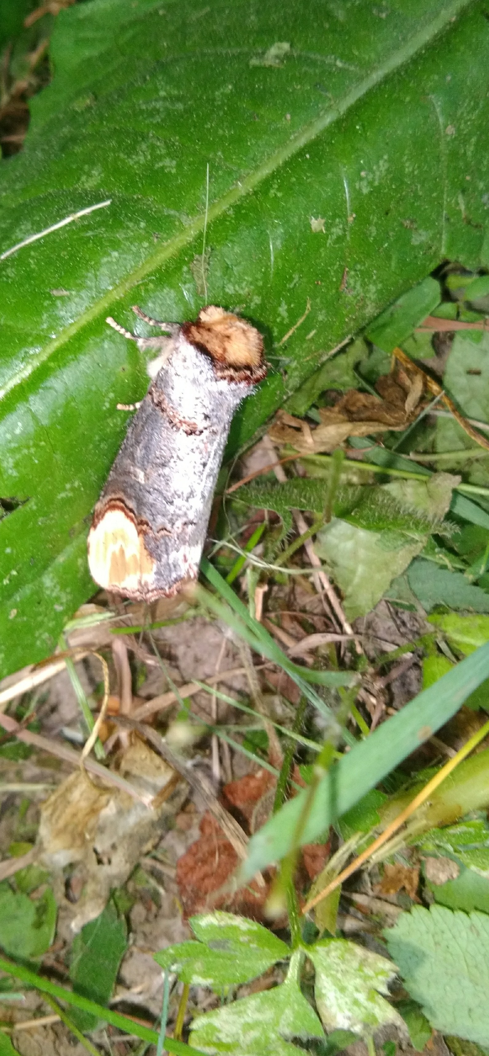 Butterfly - My, Butterfly, Who is this?, Mimicry, The photo, Longpost