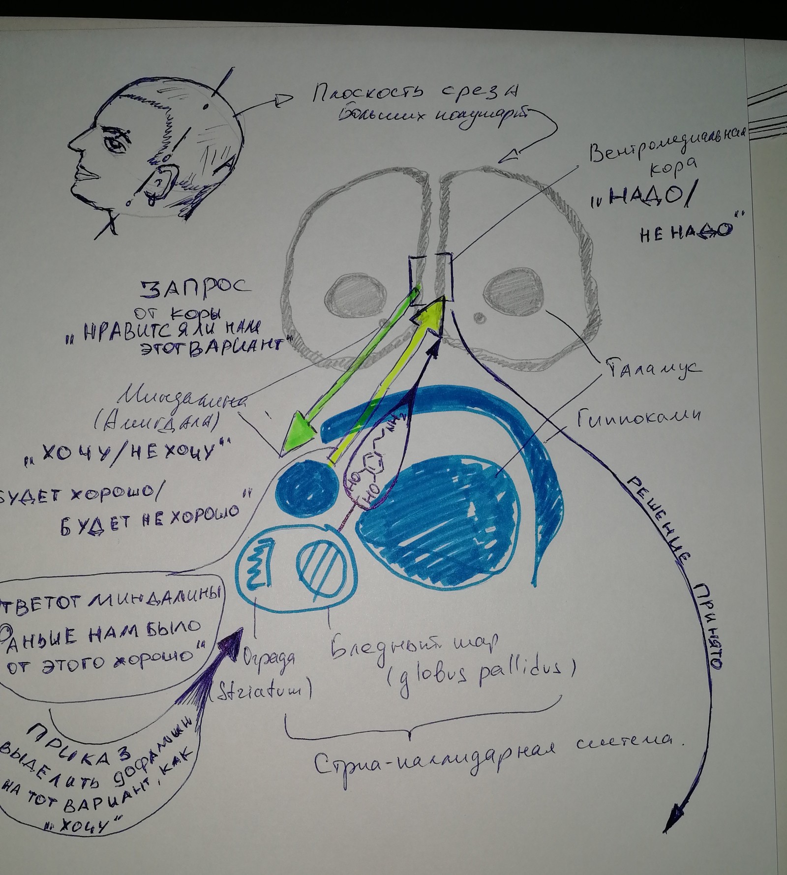 How the brain makes decisions for us and what we can do about it. - My, Alcoholism, Combating alcoholism, Procrastination, Loneliness, Longpost, Fake, Deception