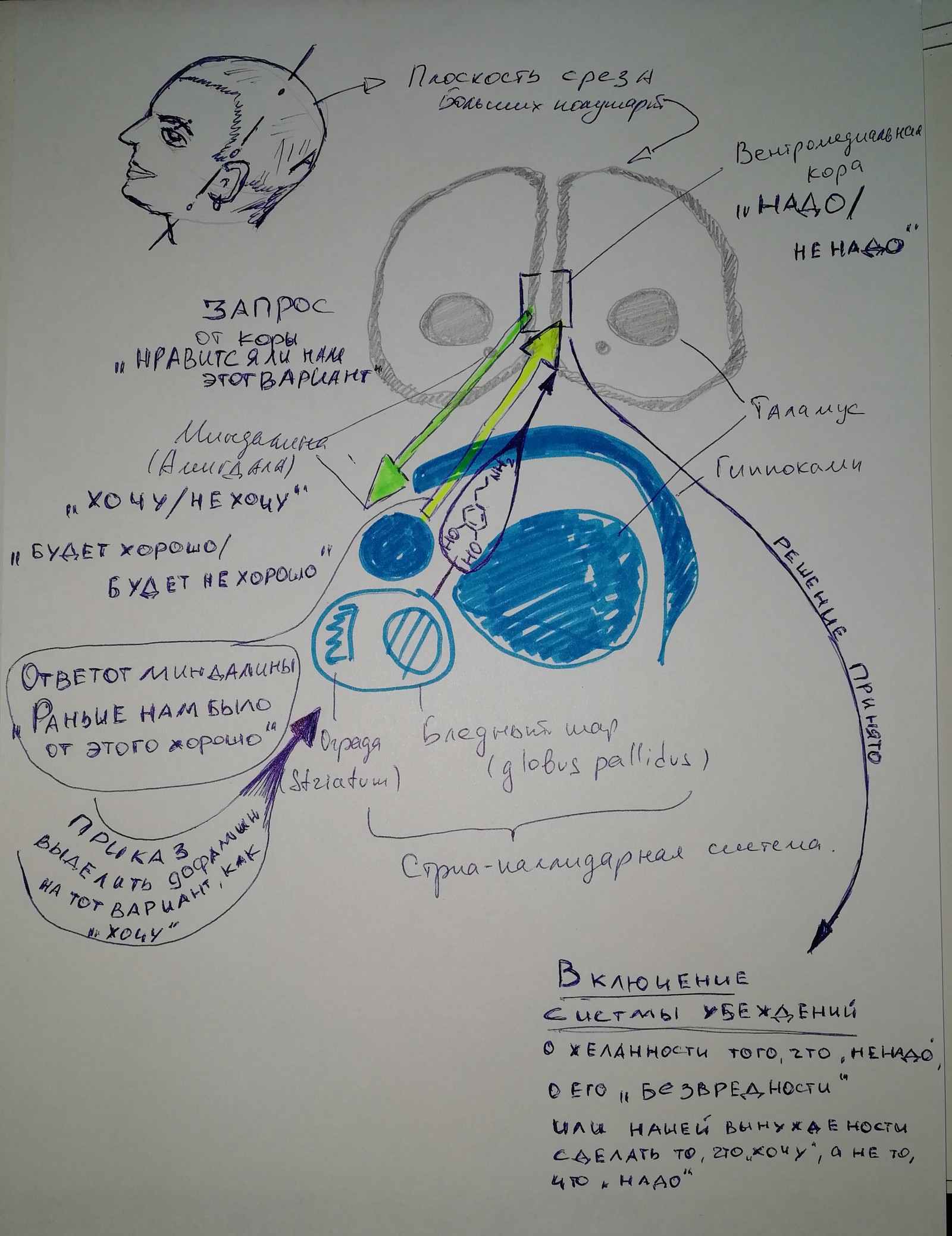 How the brain makes decisions for us and what we can do about it. - My, Alcoholism, Combating alcoholism, Procrastination, Loneliness, Longpost, Fake, Deception