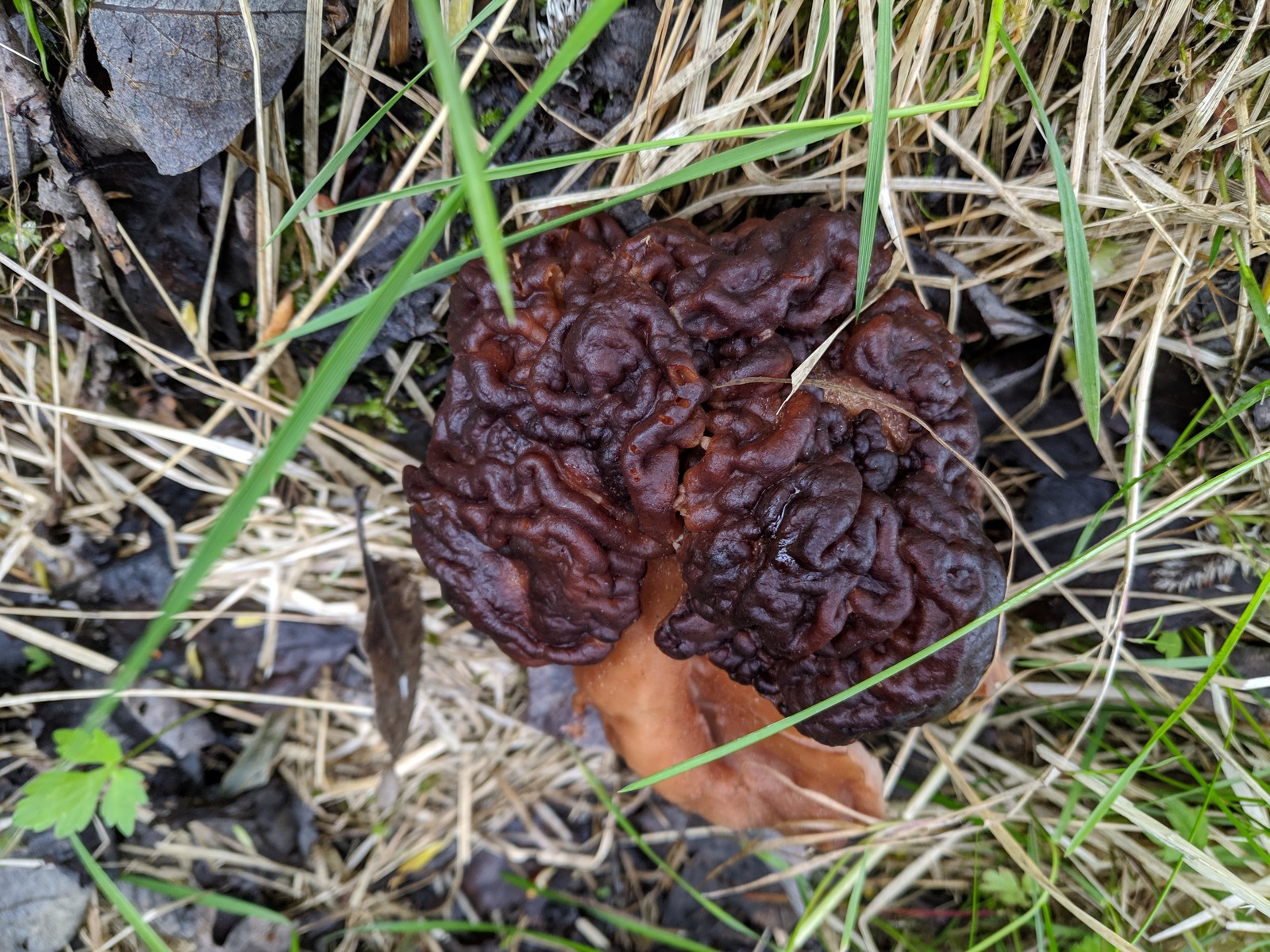 Does anyone know what this is? - My, Mushrooms, What's this?