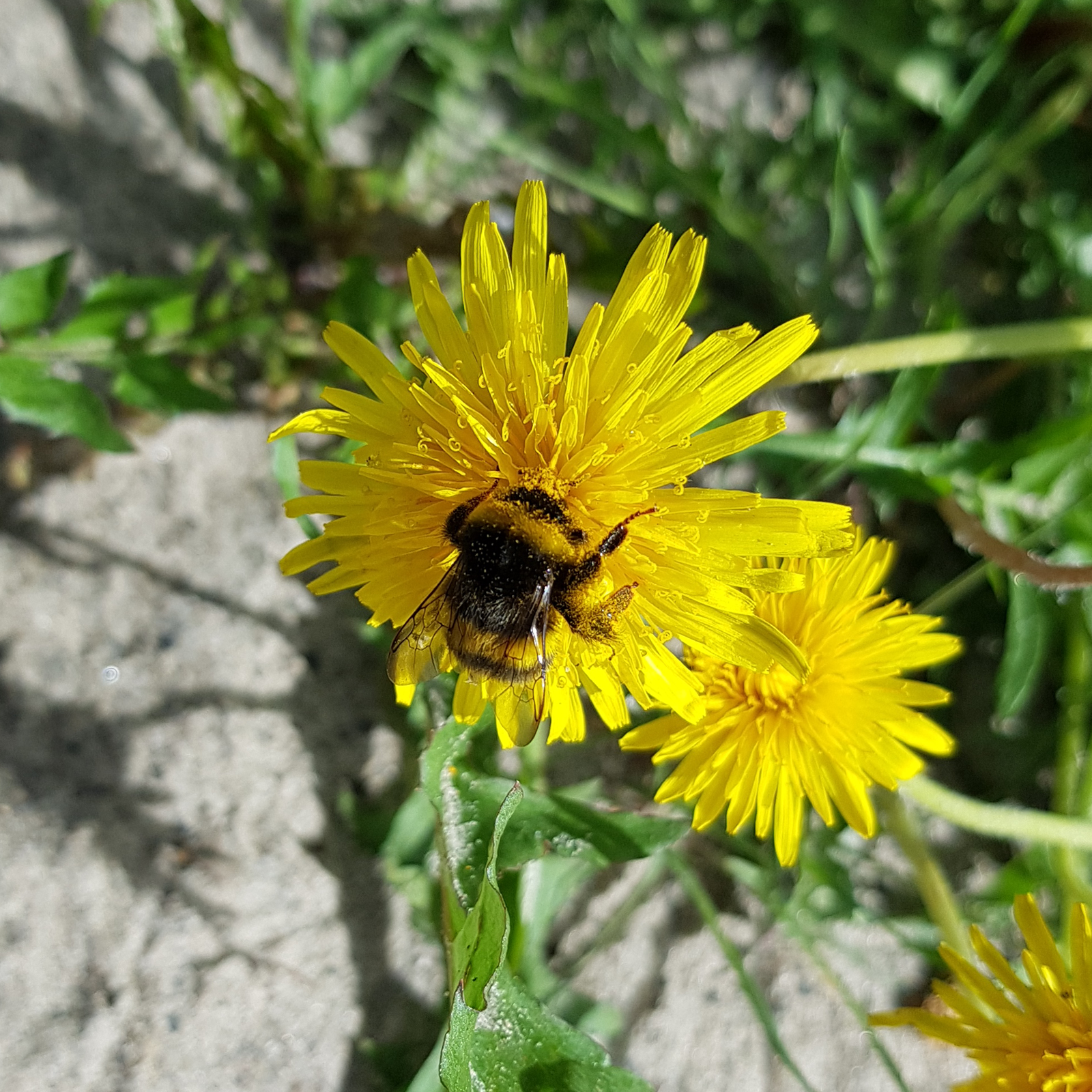 Bumblebee on a flower - My, Dandelion, Bumblebee, Flowers