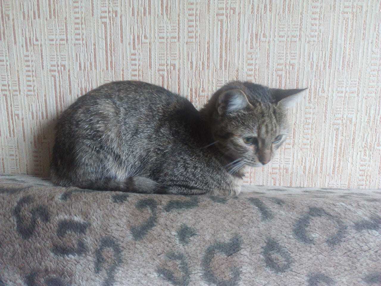 Kitten is looking for a home! - My, cat, Help, In good hands, Novosibirsk, Longpost, No rating, Helping animals