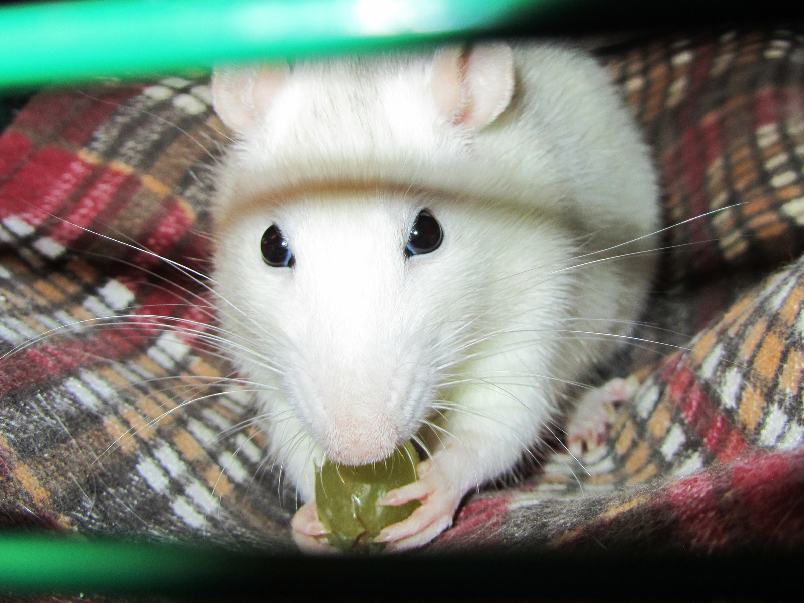 Bon Appetit! - My, Decorative rats, Food, Pets, Video, Longpost