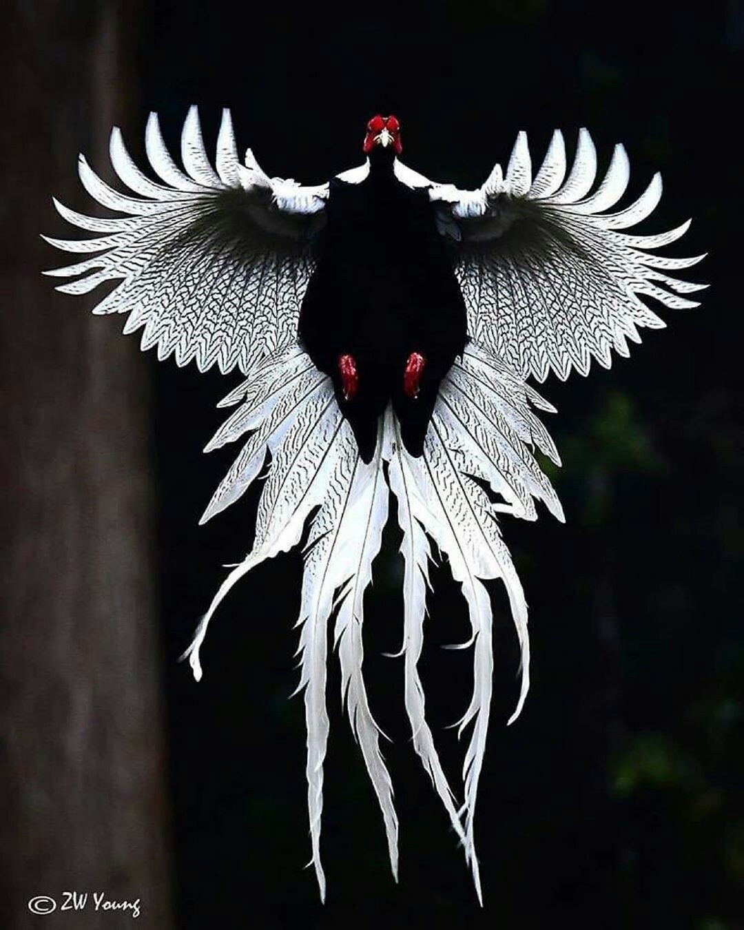 White Pheasant - Birds, Nature, beauty of nature, The photo, beauty, Pheasant, Animals