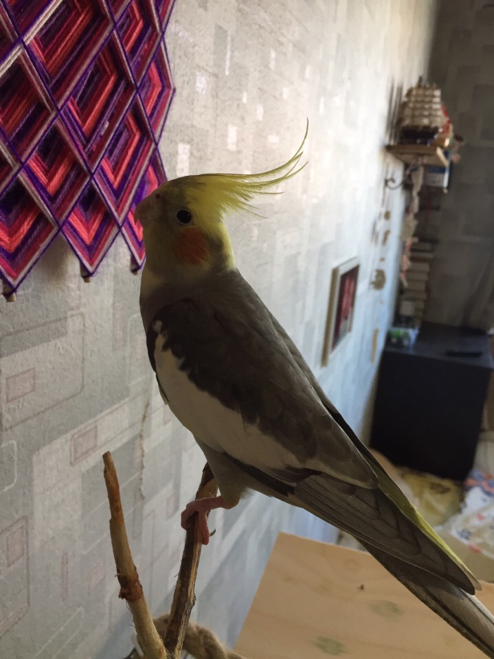 I will give a cockatiel parrot, St. Petersburg - My, Corella, A parrot, Is free, Longpost