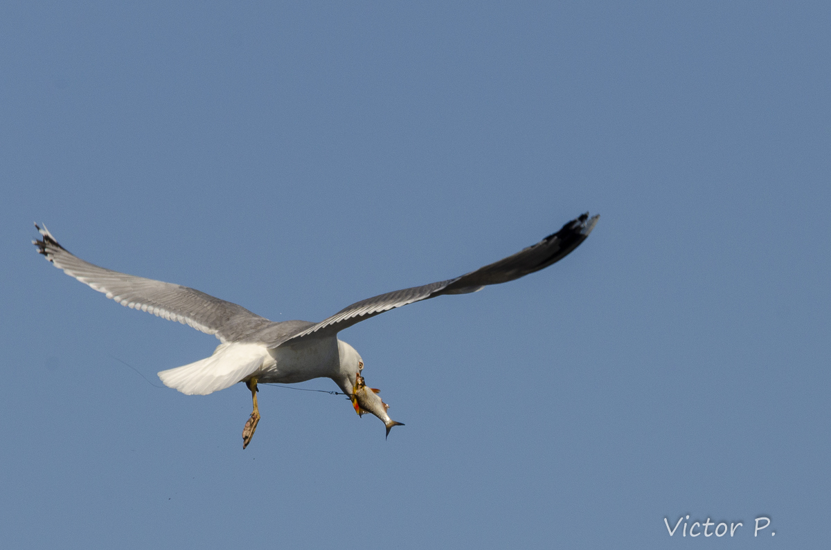 Ways to carry fish from birds - My, The photo, Longpost, Nikon, Birds