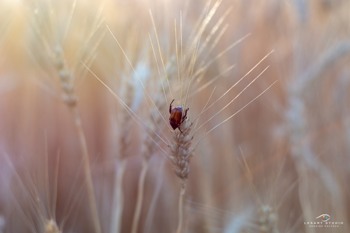 The beauty of the bread land - My, Poltava, Nikon d7200, Nikkor 50mm 18D, Longpost, The photo, Nature, Field