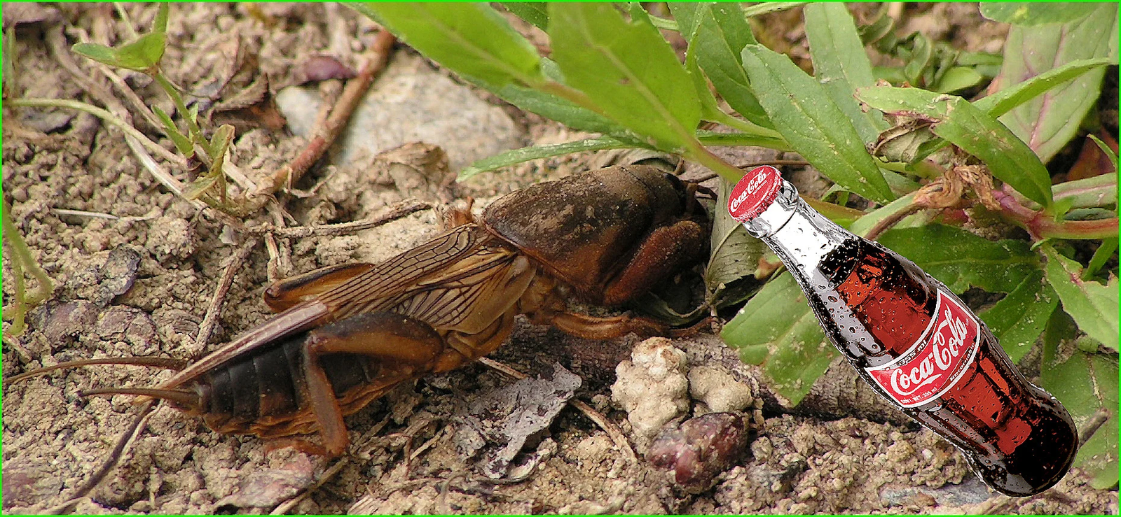 COCA-COLA AGAINST GARDEN PESTS - My, Garden, Garden, Dacha, Useful, Longpost