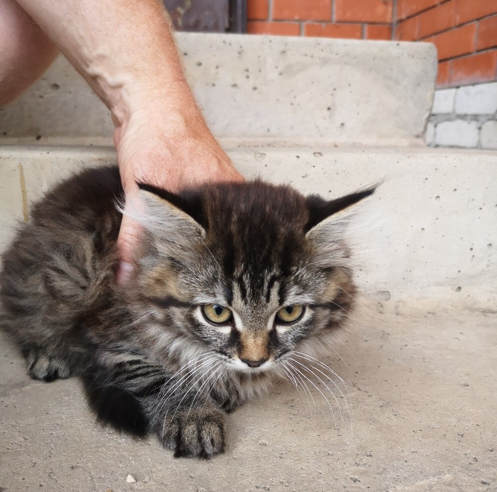 Котёнок-мальчик в добрые руки! Липецк, Москва. - Моё, Кот, Липецк, Добро, Помощь, Котоленд, Длиннопост, Без рейтинга, Москва, Приют для животных, Доброта, Приют Котоленд