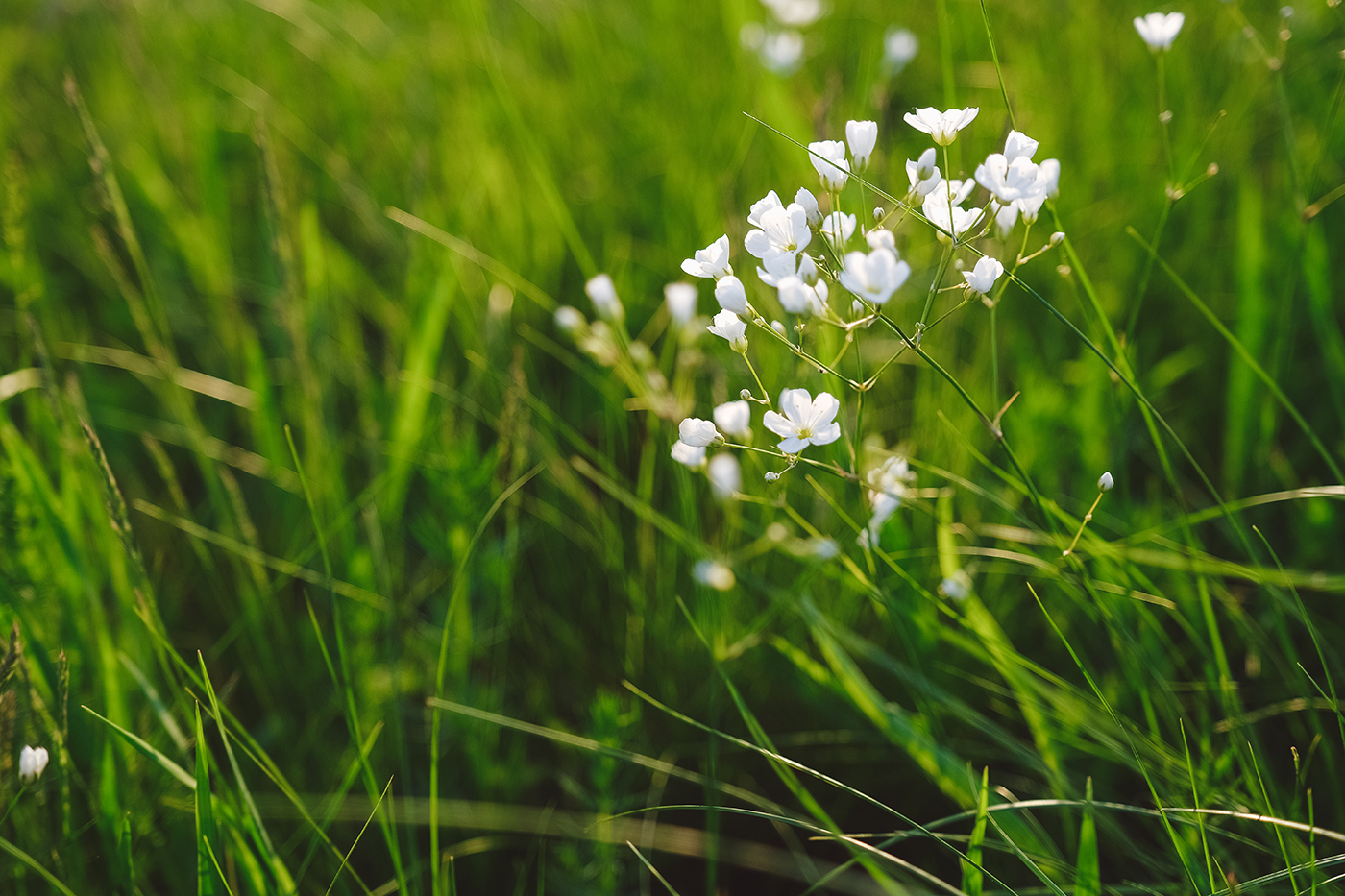 Greenery - My, The photo, Nature, Summer, Longpost