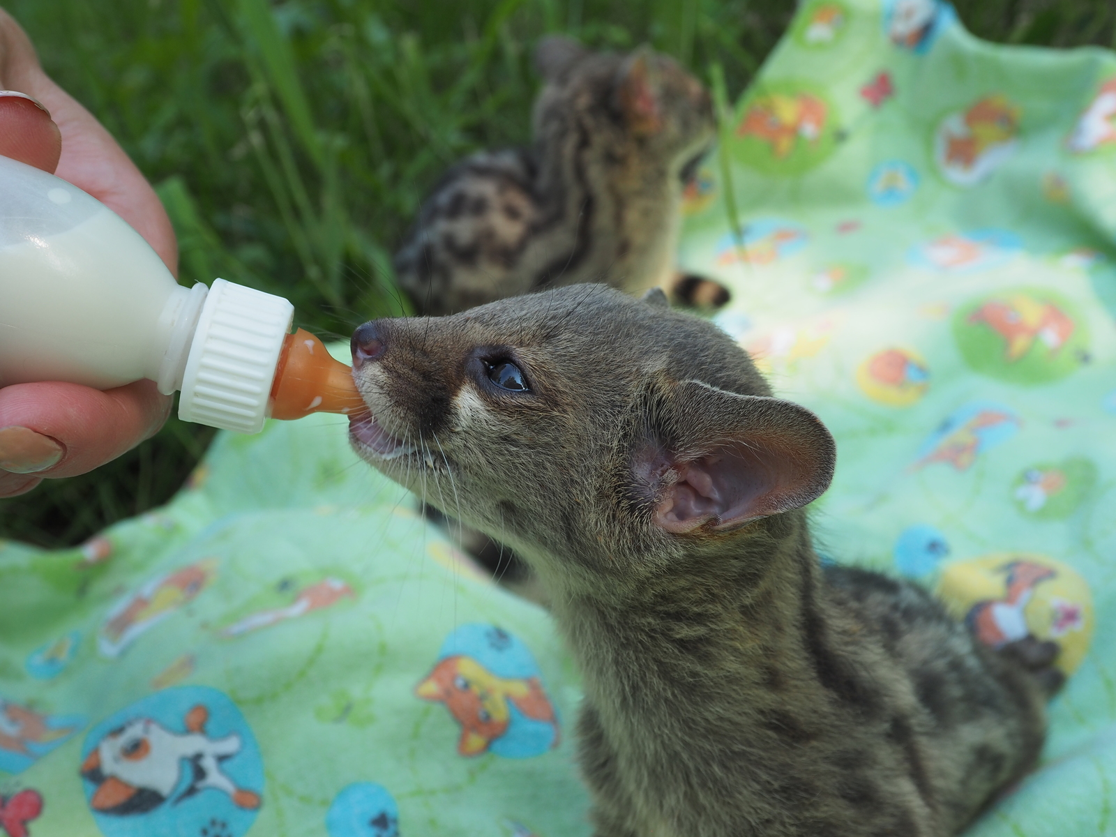 Genetics are little genets - My, Genets, Wyvernaceae, Krasnoyarsk, Roev Creek, Animals, Video, Longpost