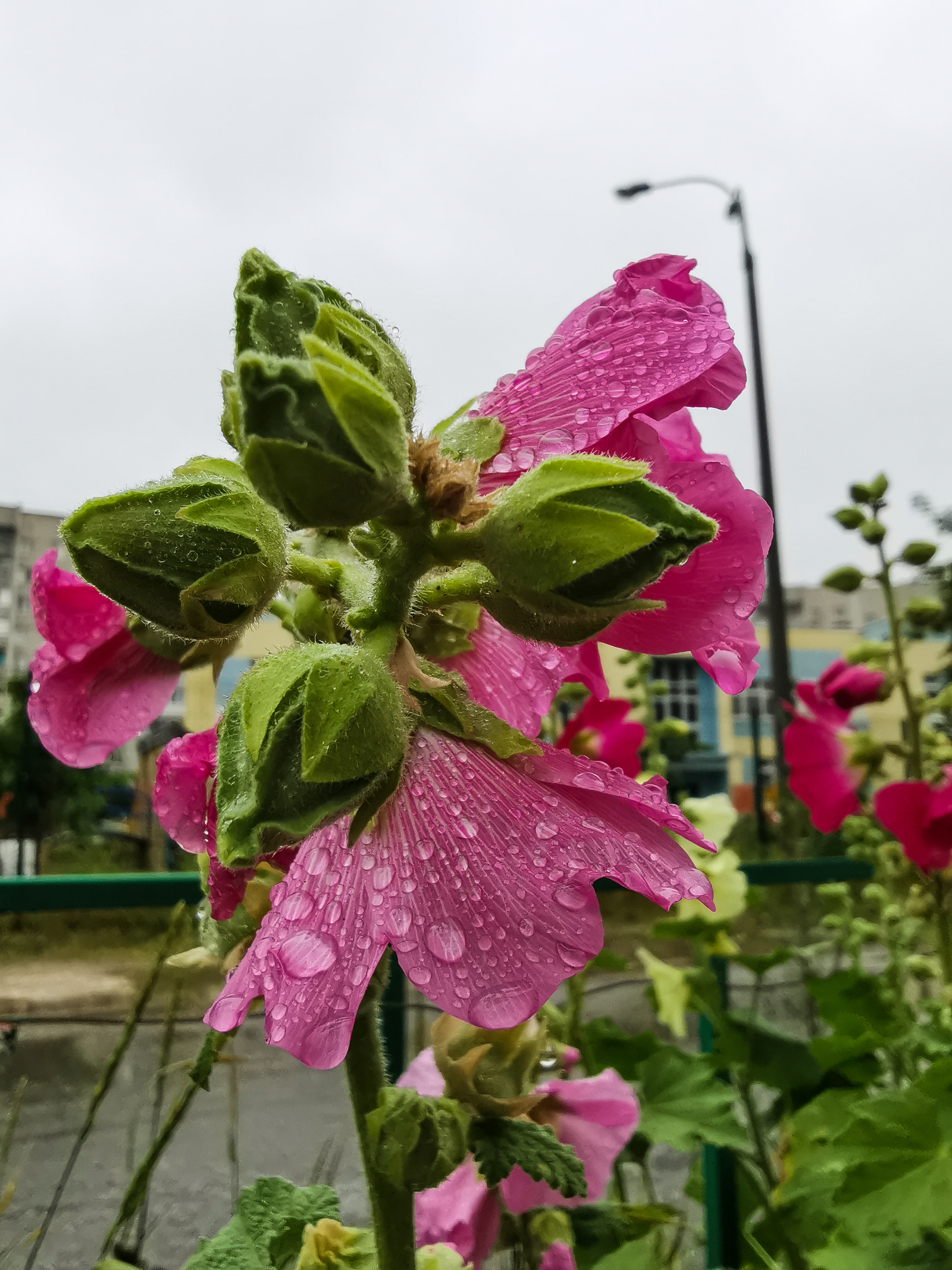 After the rain - My, Mobile photography, Longpost, Huawei mate 20, Macro, Macro photography