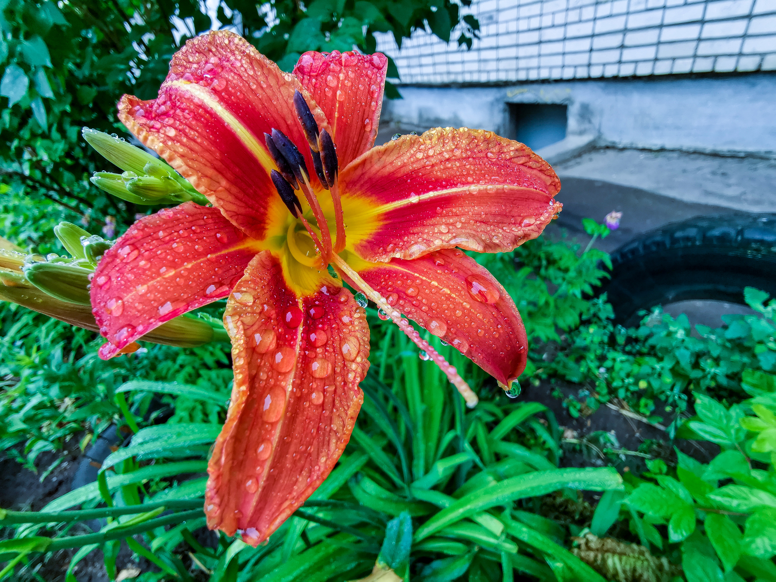 After the rain - My, Mobile photography, Longpost, Huawei mate 20, Macro, Macro photography