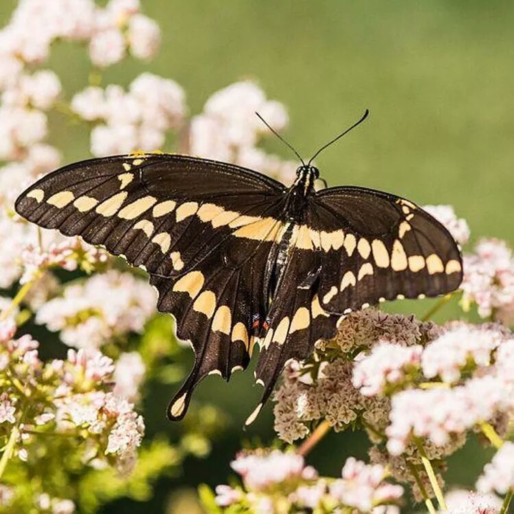 Incredibly beautiful butterflies - Butterfly, Beautiful, The photo, Insects, Longpost