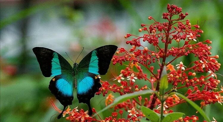 Incredibly beautiful butterflies - Butterfly, Beautiful, The photo, Insects, Longpost