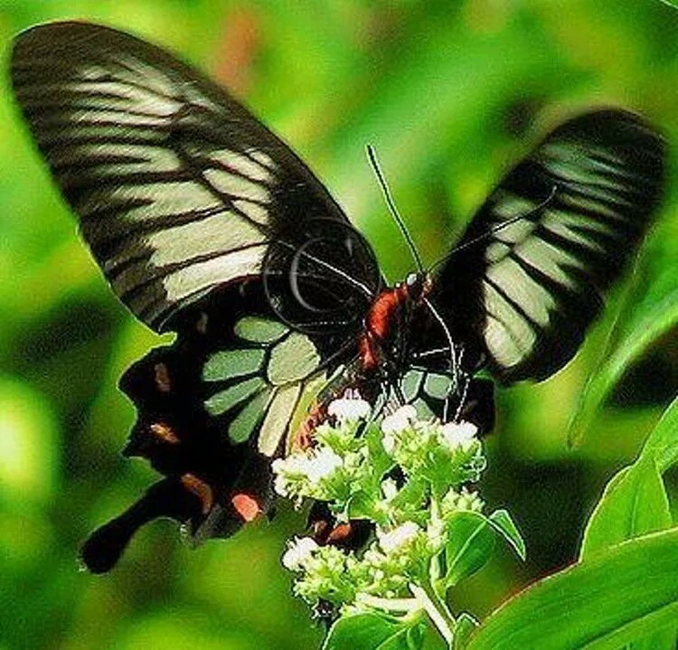 Incredibly beautiful butterflies - Butterfly, Beautiful, The photo, Insects, Longpost