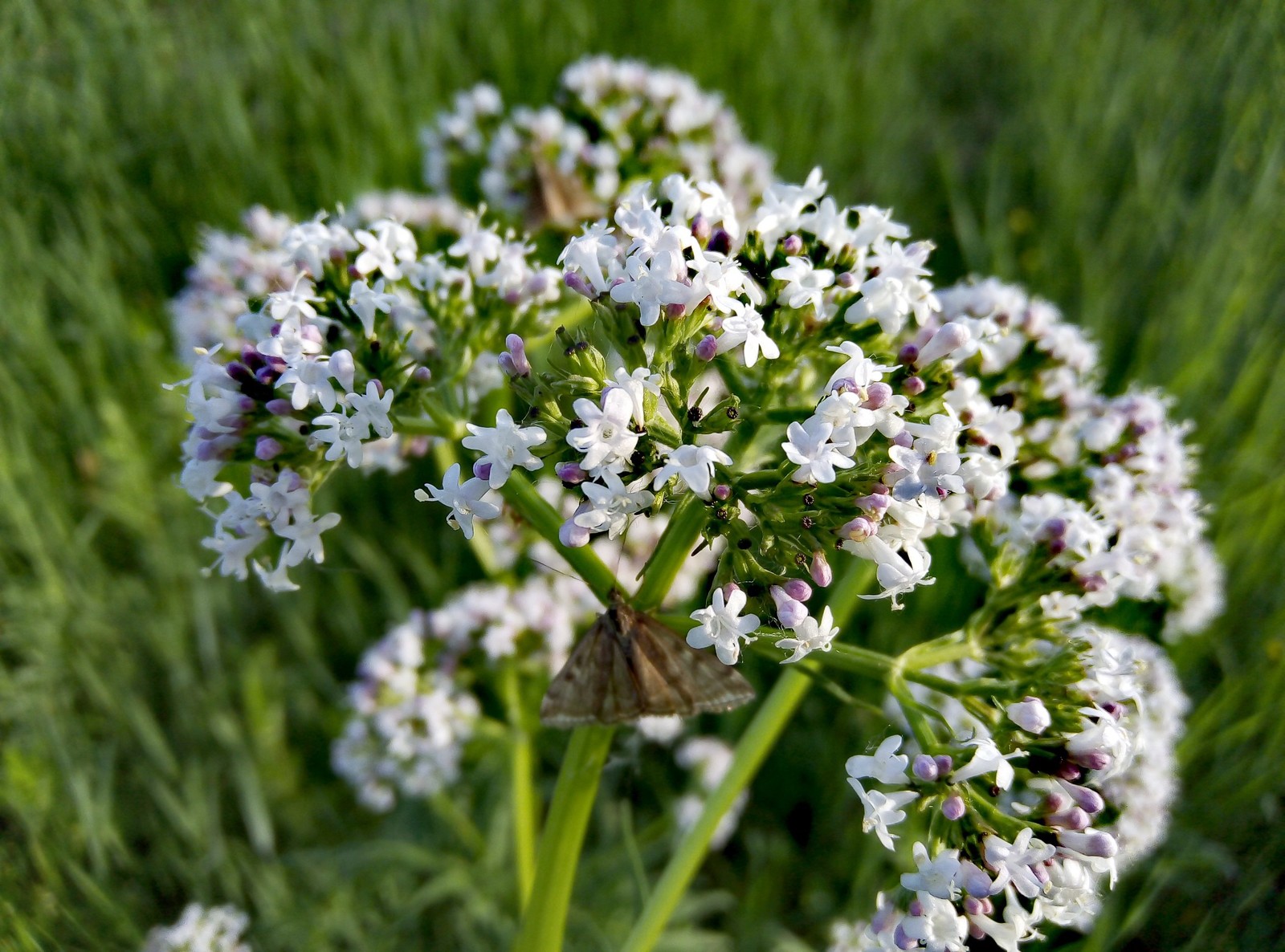 Дер растение. Valeriana officinalis семейство. Валериана очереднолистная. Валериановые – Valerianaceae. Валериана заенисейская.