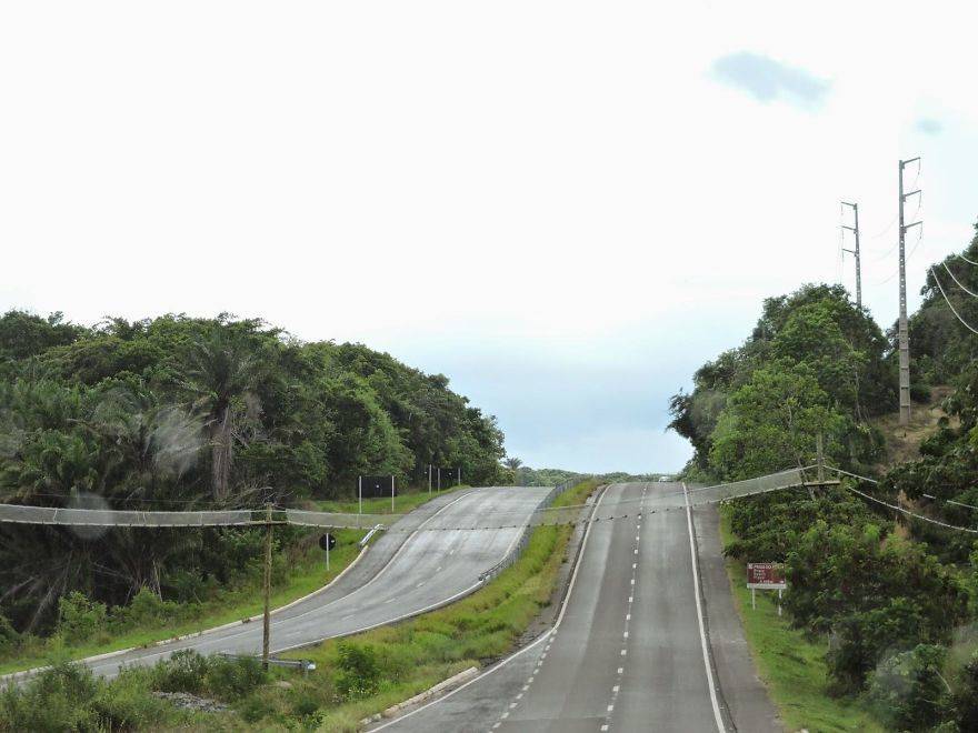 15 bridges that protect wildlife from people and their cars - Bridge, Ecoduct, wildlife, Safety, The photo, Road, Longpost