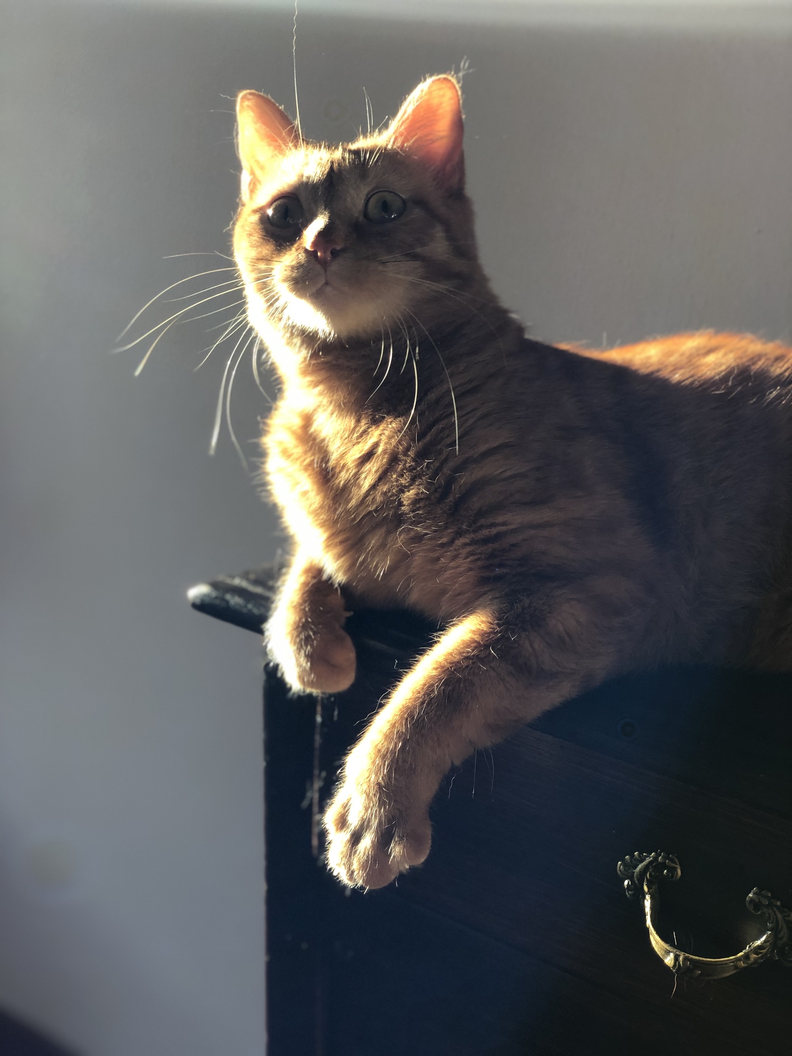 My redhead. - My, cat, Redheads, Fluffy, Longpost