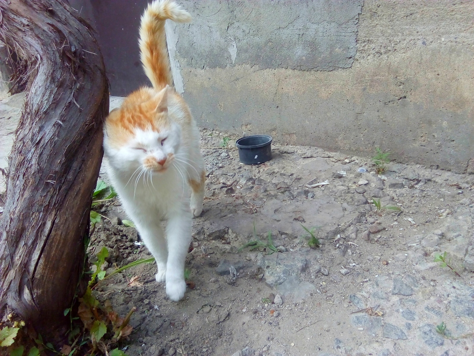 Ryzhard Gir from Transnistria - My, cat, Redheads, Meow, Fluffy, Little, Longpost