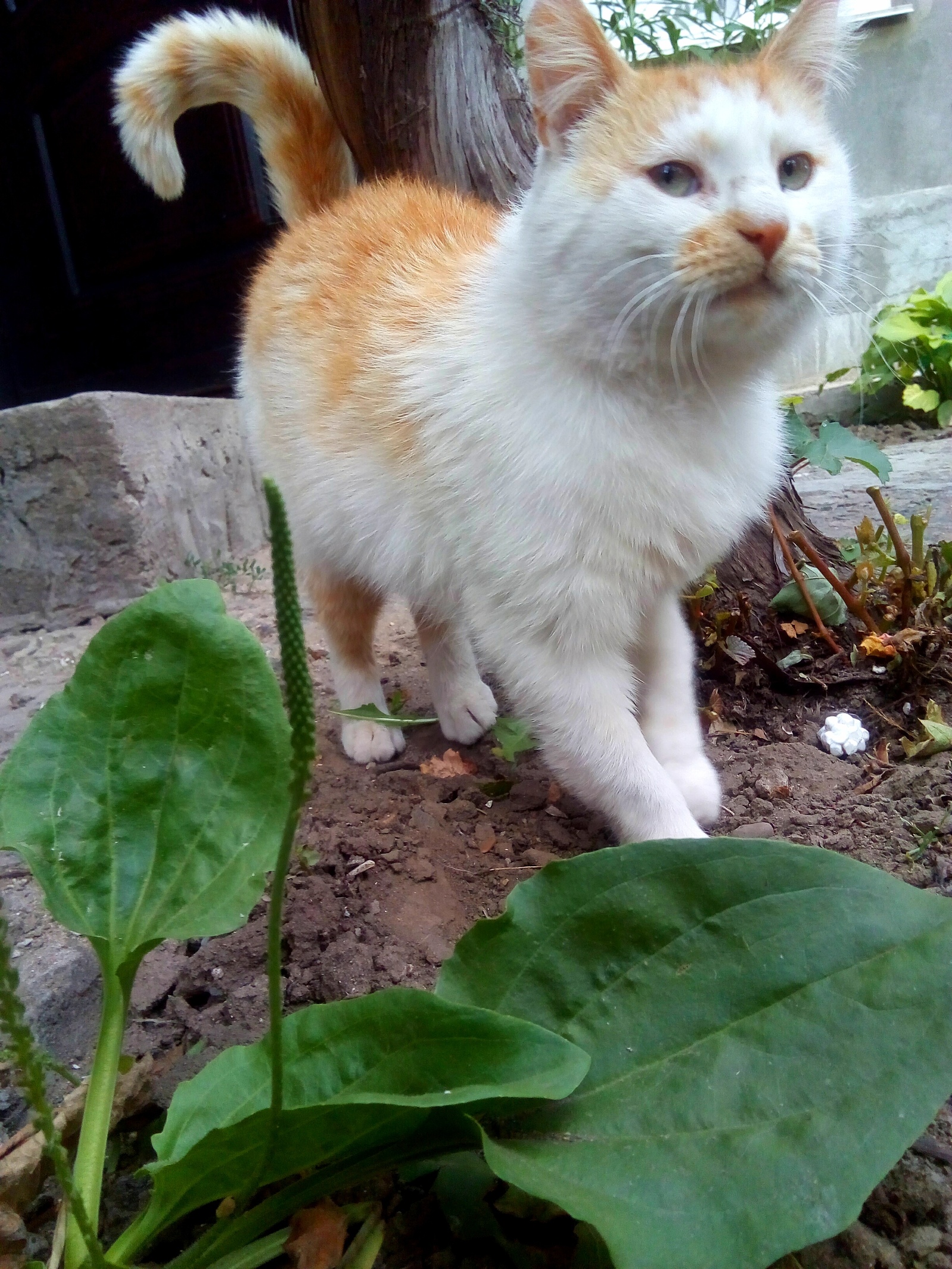 Ryzhard Gir from Transnistria - My, cat, Redheads, Meow, Fluffy, Little, Longpost