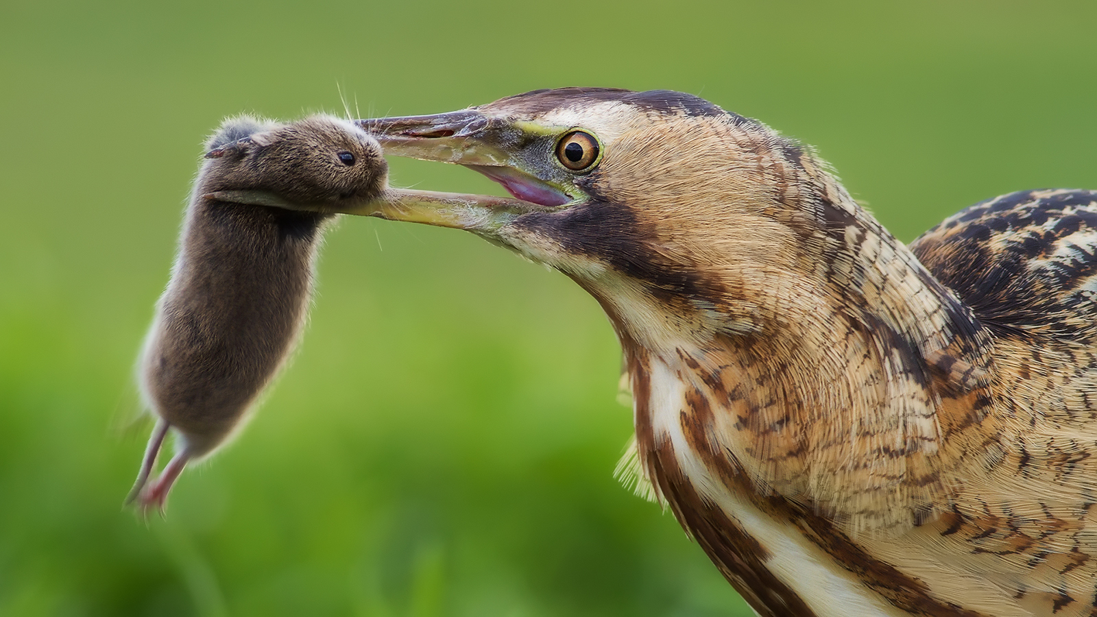 Bittern. - Birds, Bittern, , So blet, Longpost, Yandex Zen