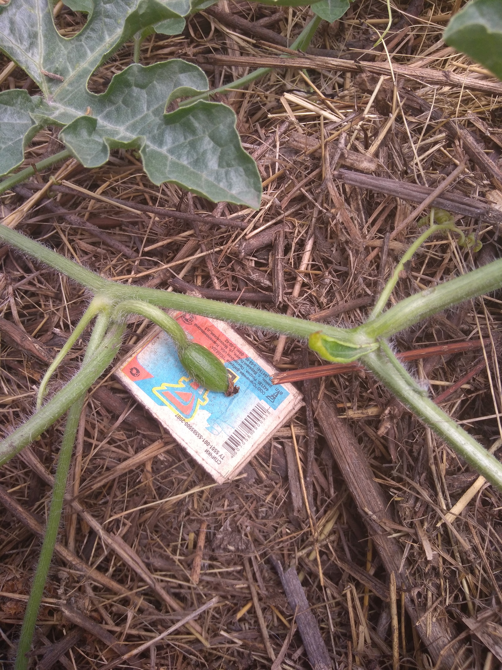 The watermelons have grown - My, Watermelon, Bakhcha, Garden, Longpost