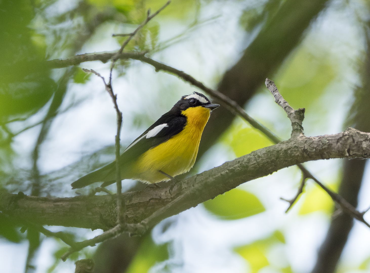 yellowback flycatcher - My, , Birds, Photo hunting, Longpost