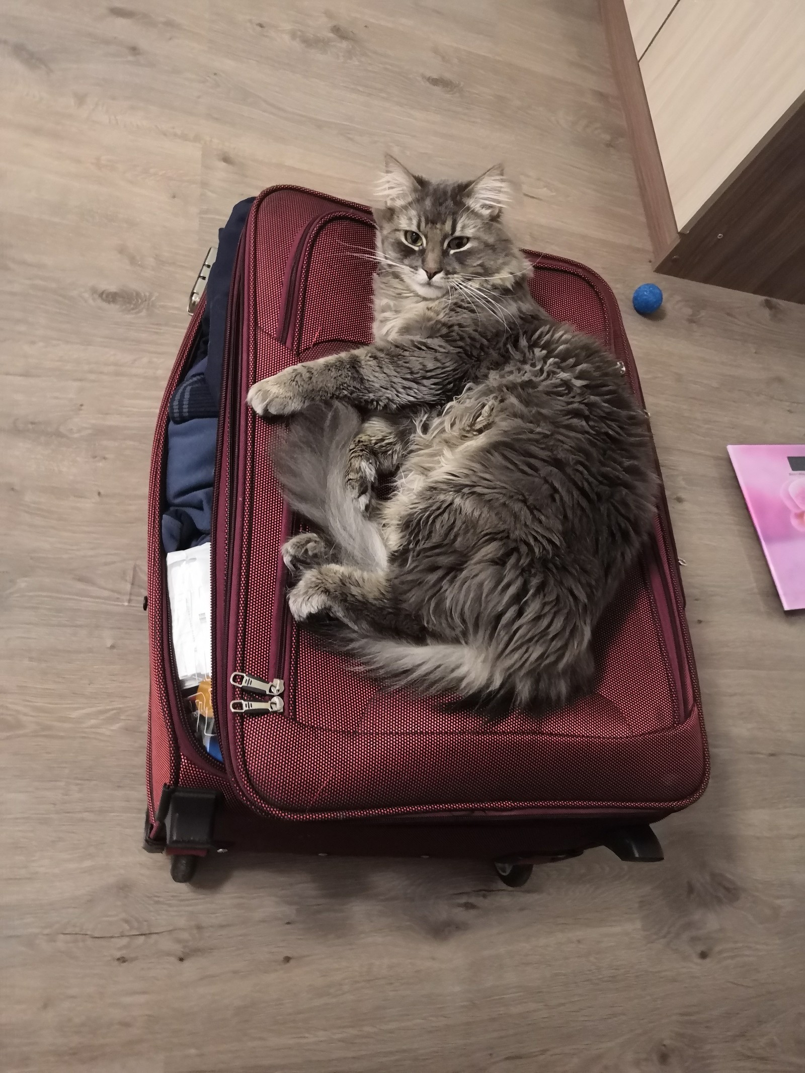 Little cat with a big suitcase) - My, , cat, Longpost