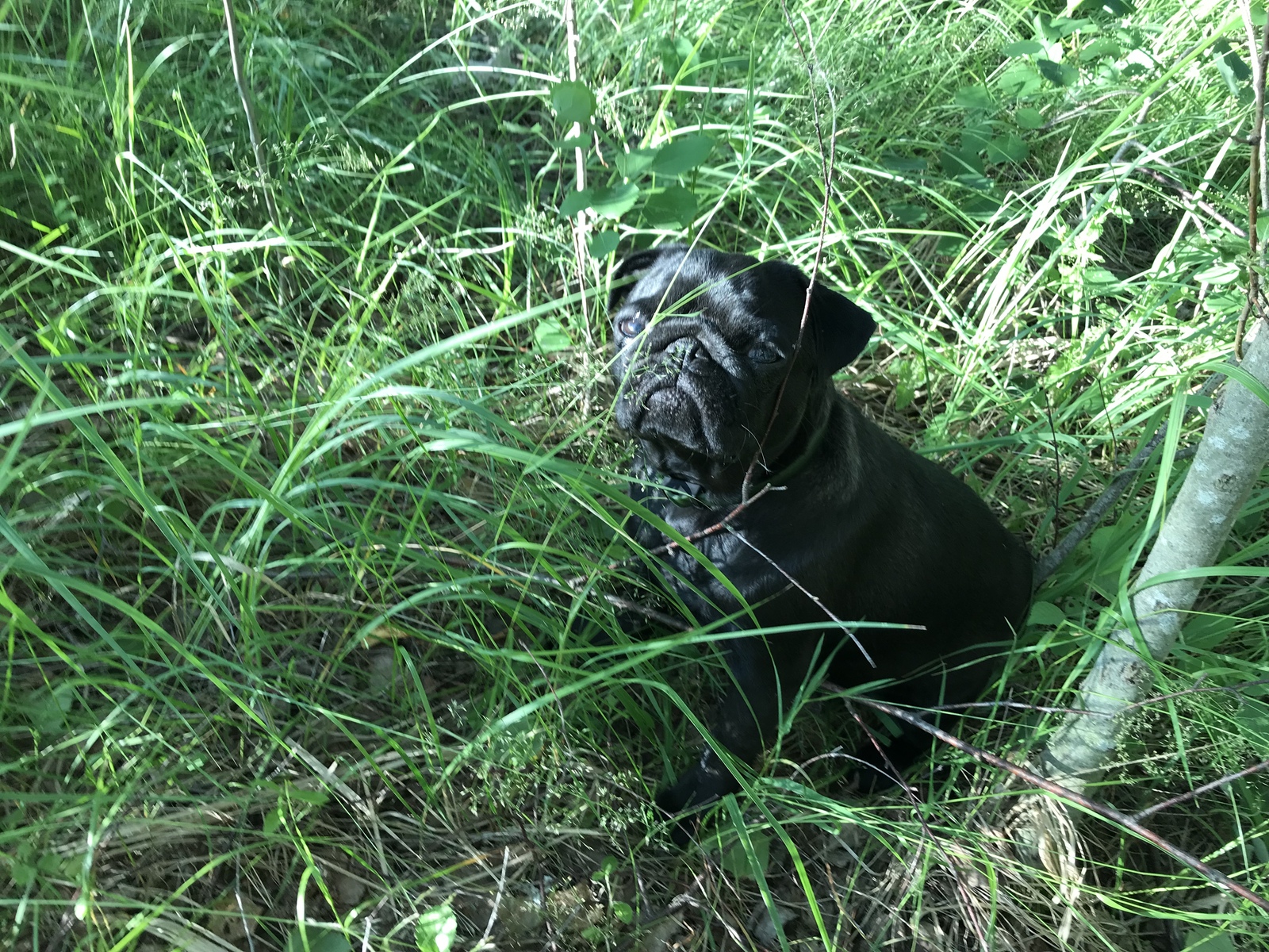 Can you see me ?! - My, Pug, Milota, Relaxation, Dog, Nature