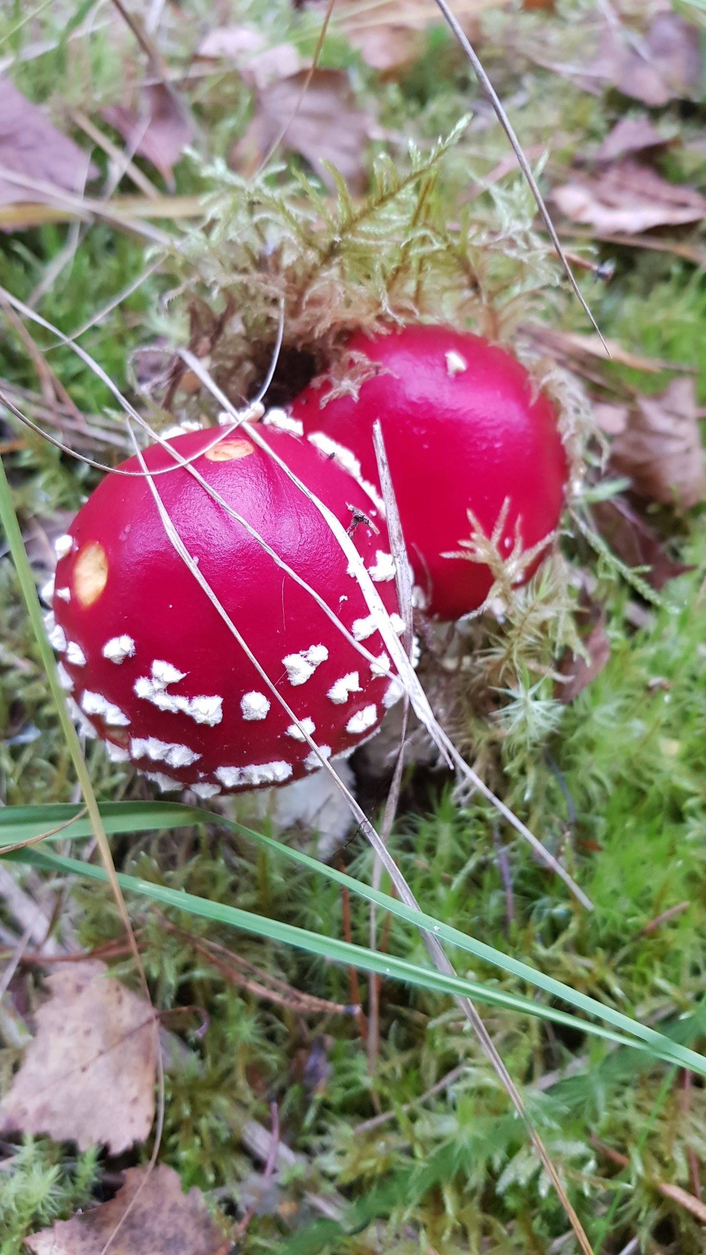 Quiet hunting. Nostalgia. - My, Mushrooms, Silent hunt, Porcini, Longpost