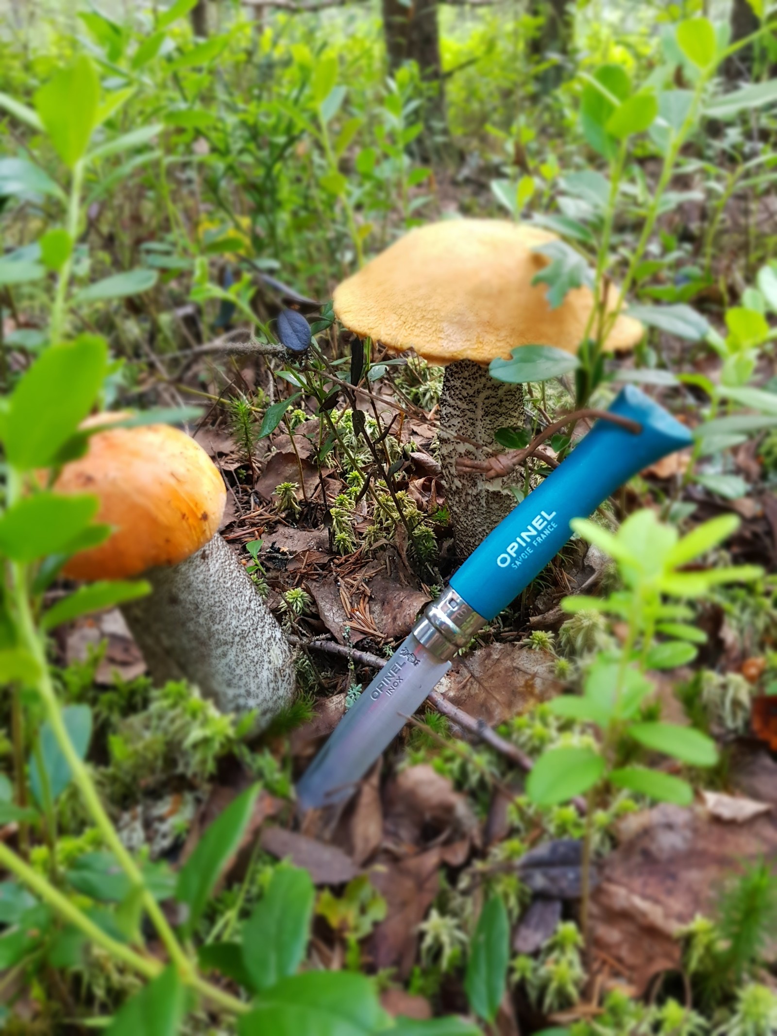 Quiet hunting. Nostalgia. - My, Mushrooms, Silent hunt, Porcini, Longpost