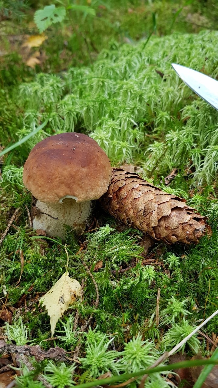 Quiet hunting. Nostalgia. - My, Mushrooms, Silent hunt, Porcini, Longpost