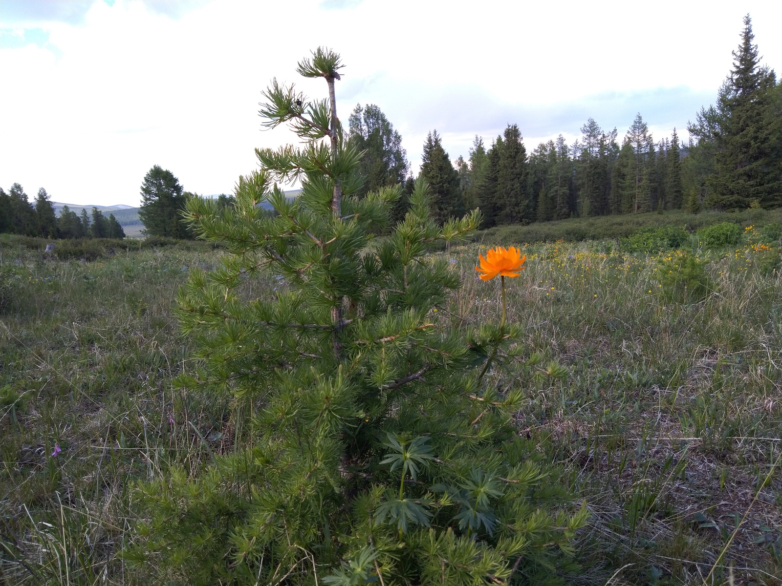 Just a photo - My, Nature, Frying, Flowers