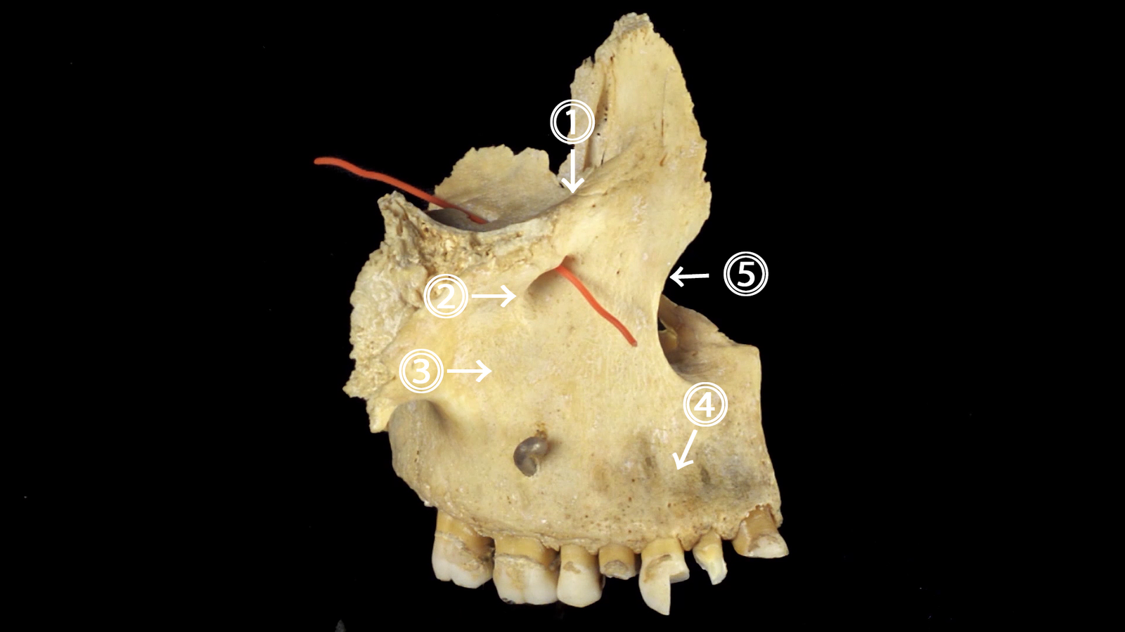 Upper jaw. human anatomy - My, Anatomy, , Video, Longpost