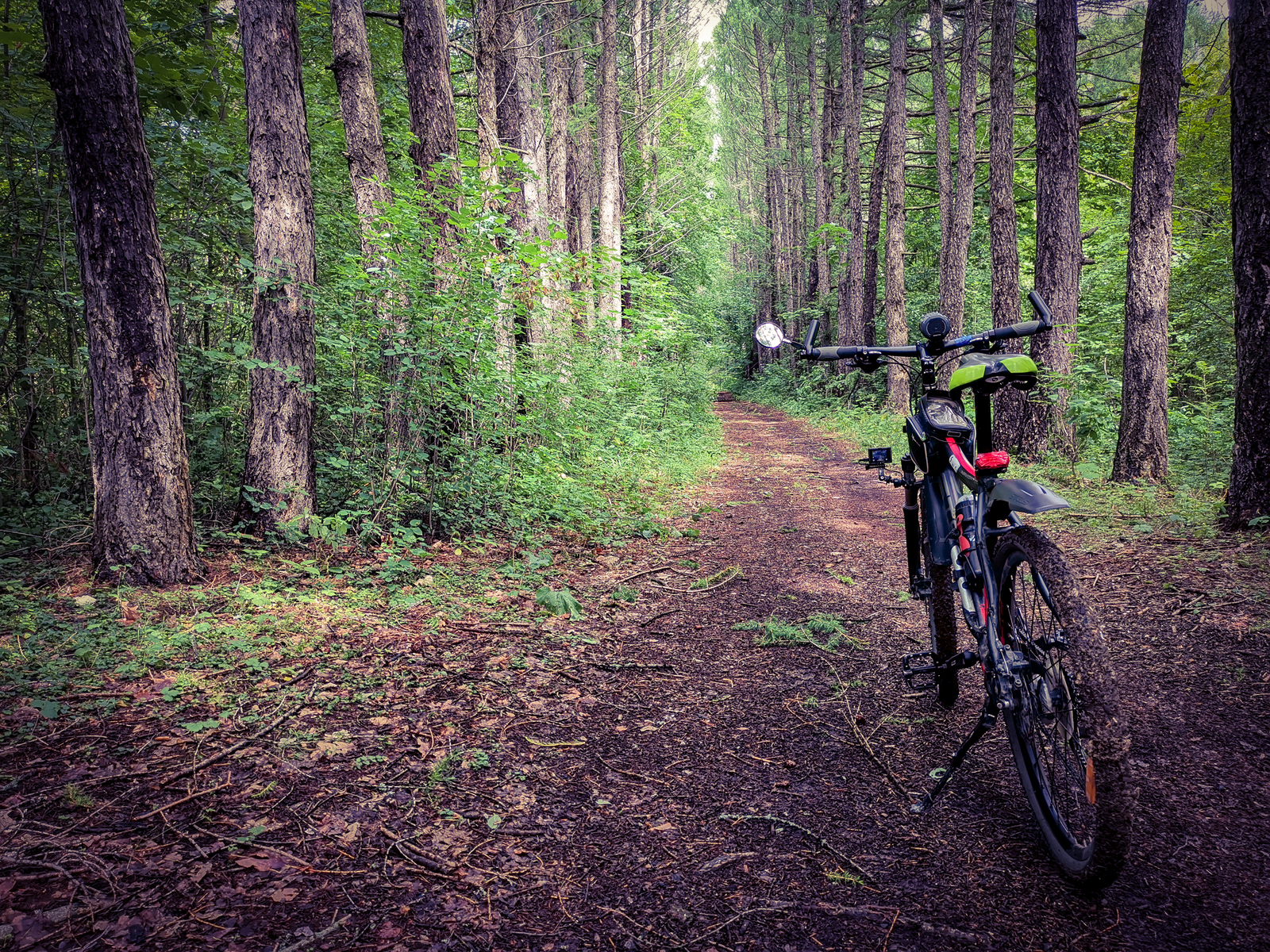 Photo bike ride - My, Dzerzhinsk, Longpost, Mobile photography, Huawei mate 20, Macro, A bike, Nature, Plants, Macro photography