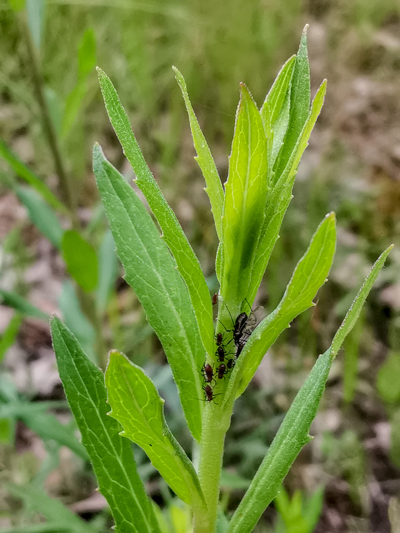 Photo bike ride - My, Dzerzhinsk, Longpost, Mobile photography, Huawei mate 20, Macro, A bike, Nature, Plants, Macro photography