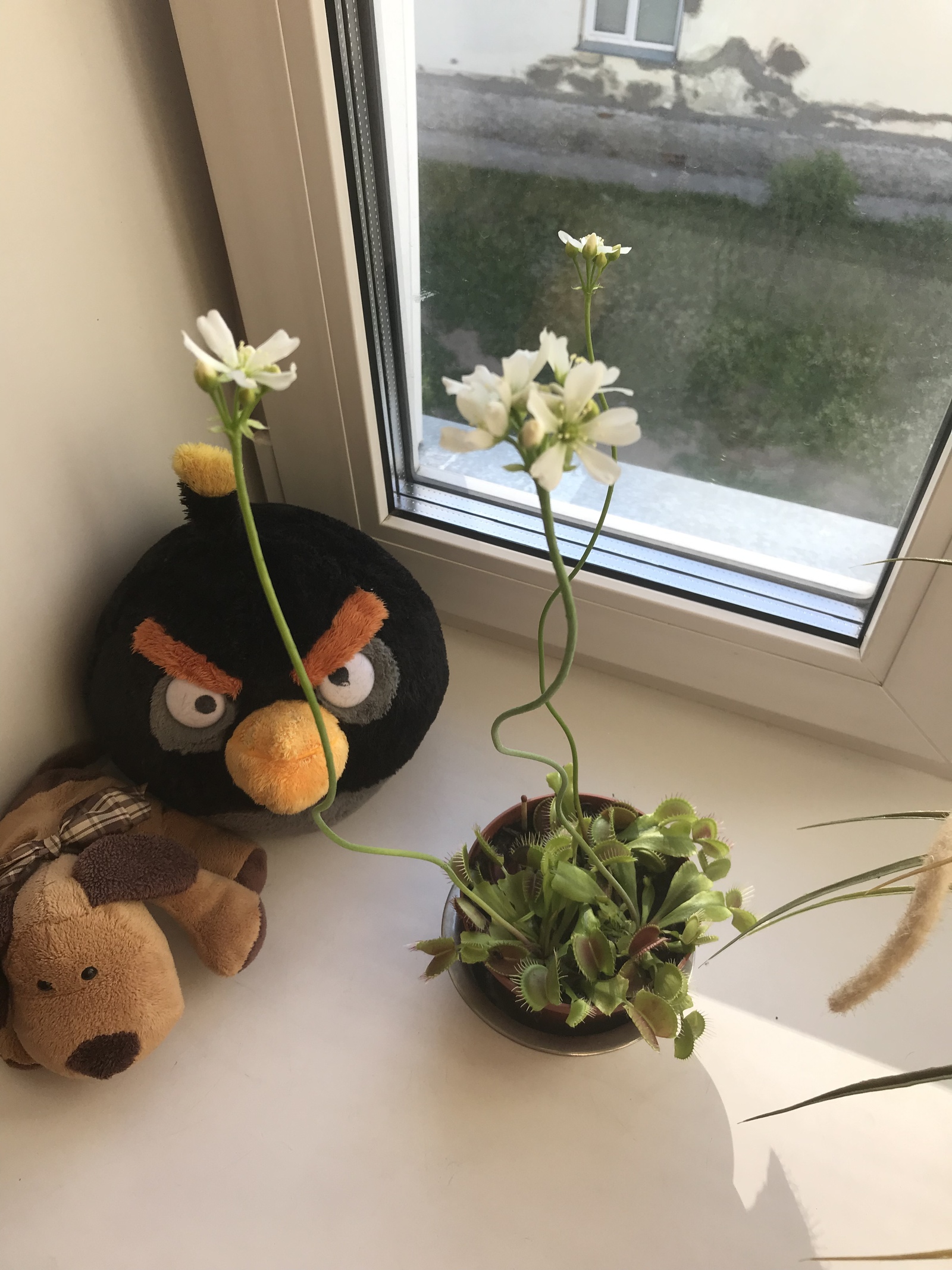 Venus flytrap - My, Venus flytrap, Flowers, Longpost