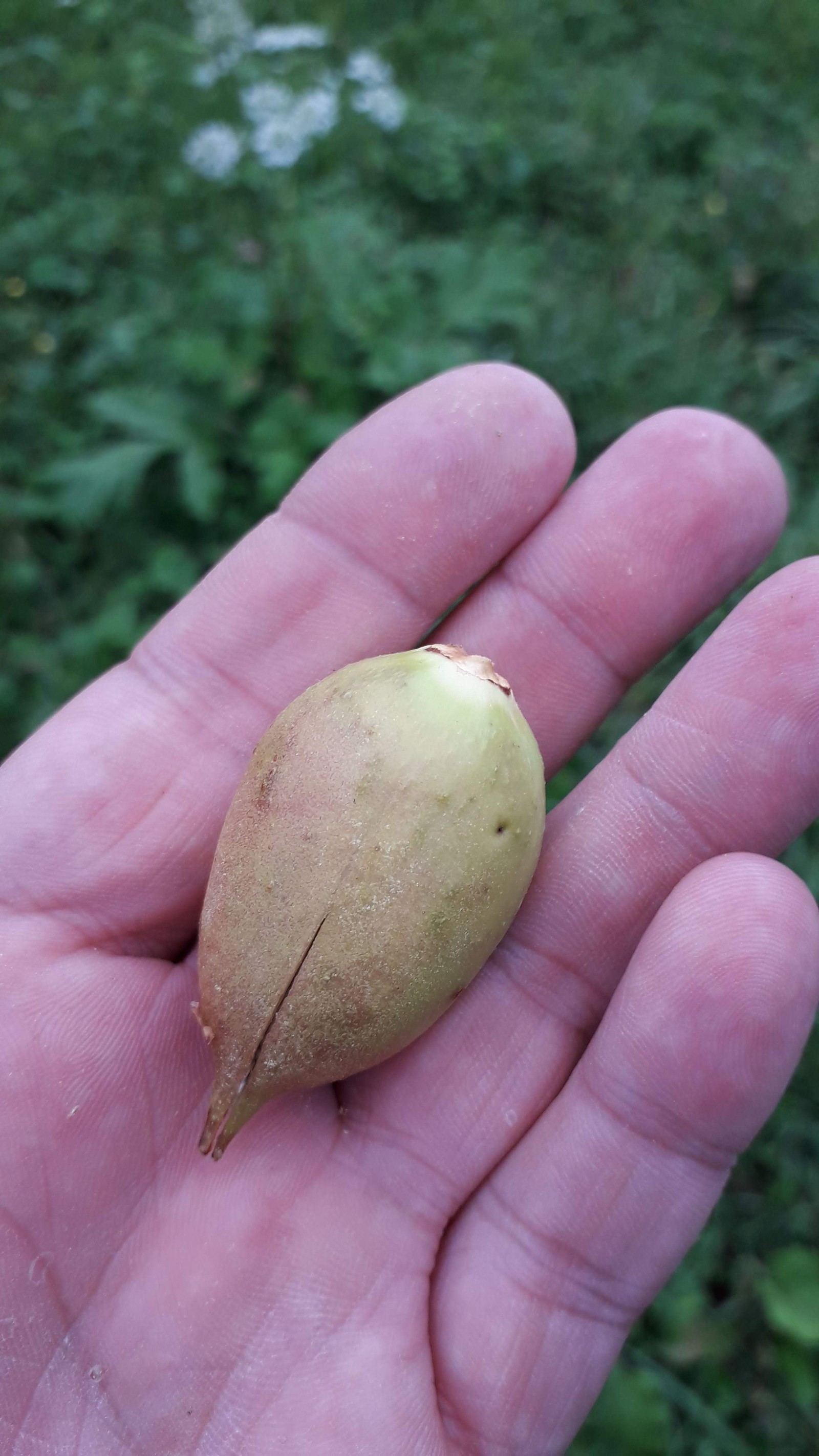 Tell me what kind of tree - My, tell, Plants, Biology, Longpost