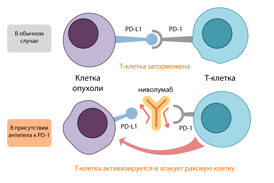 Как лечат онкологию в 2019 году. Рассказывает хирург-онколог - 