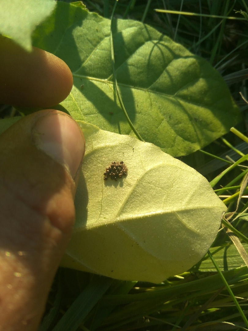 Help advice - Tobacco, Pests, Longpost