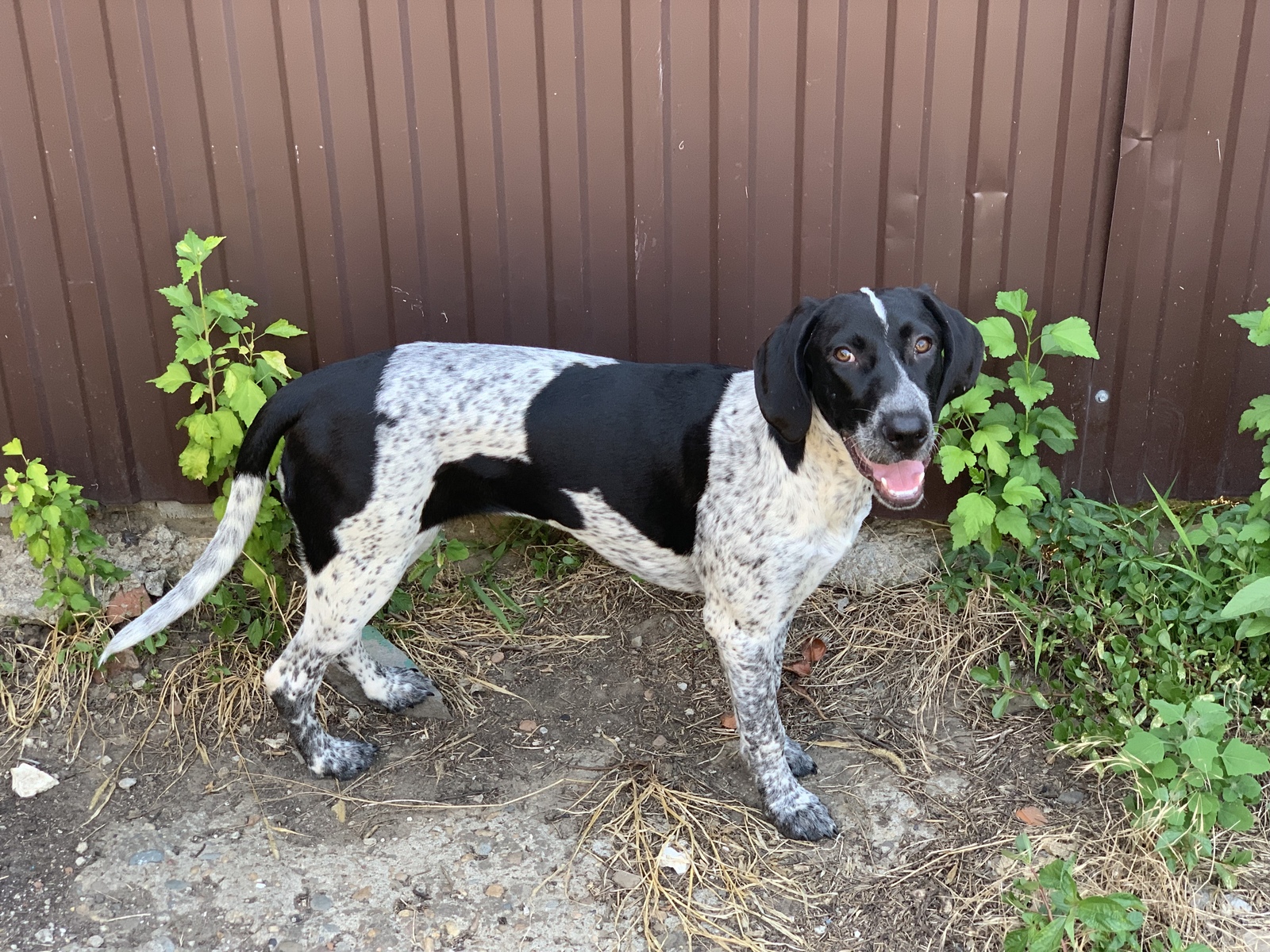 Found a dog. Krasnodar. German pointer. - My, No rating, Dog, Lost, Krasnodar, Longpost