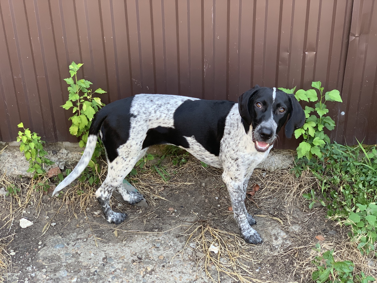 Found a dog. Krasnodar. German pointer. - My, No rating, Dog, Lost, Krasnodar, Longpost