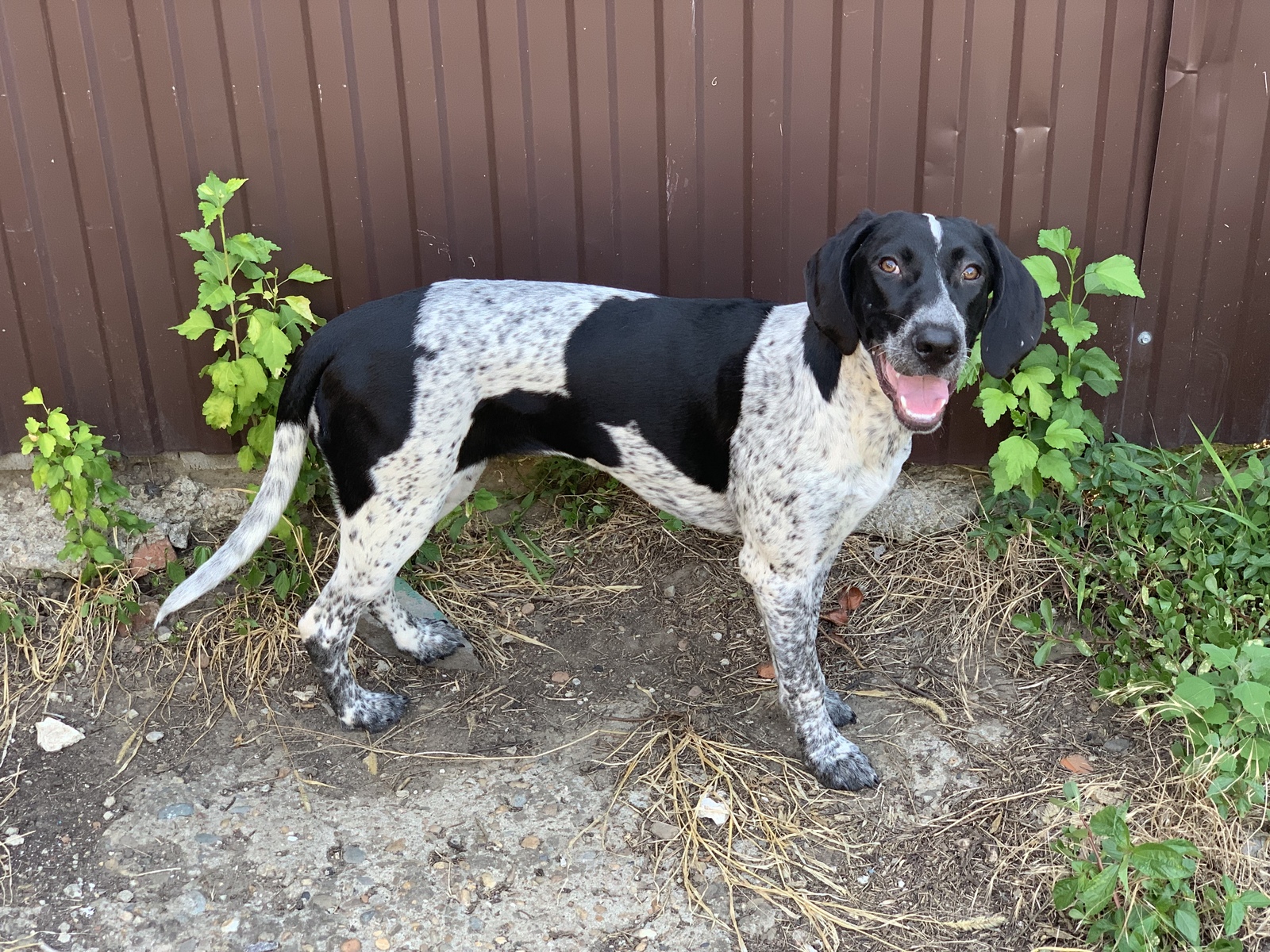 Found a dog. Krasnodar. German pointer. - My, No rating, Dog, Lost, Krasnodar, Longpost