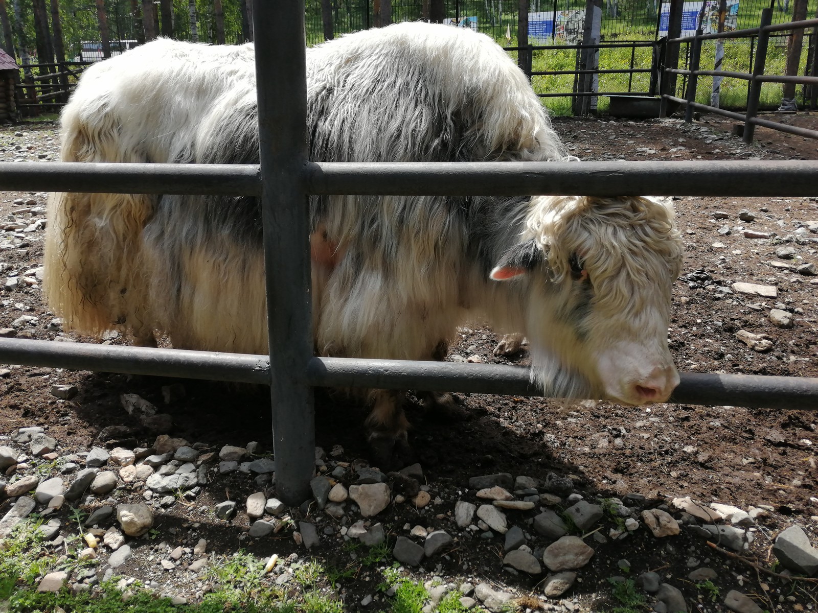 Zoo Abzakovo - Zoo, Animals, Video, Longpost