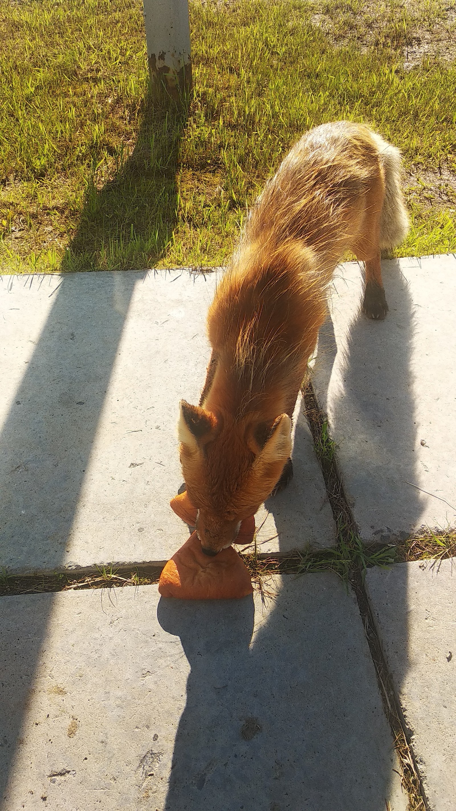 Breakfast on the grass (well, almost on the grass) - My, Fox, Watch, wildlife, Longpost